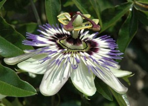 Passiflora - www.astrologiadivina.it